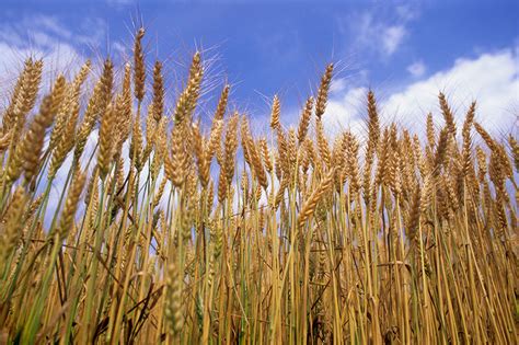 Incrementa 19% rendimiento en producción de trigo   Grupo SACSA