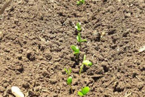 Incrementa siembra de soya como cultivo alterno en Angostura   Noroeste