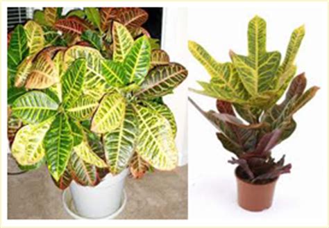Indian Nursery   Indoor Plants, Chlorophytum, Cissus ...