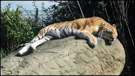 Indian Tiger  Panthera tigris tigris    YouTube