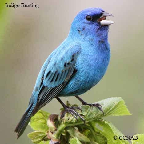 Indigo Bunting | Birds of Cuba | Cuban Birds