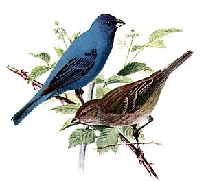 Indigo bunting Facts for Kids