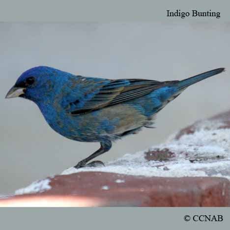 Indigo Bunting  Passerina cyanea    North American Birds   Birds of ...