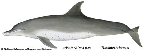 Indo Pacific bottlenose dolphin｜Marine Mammals Information ...