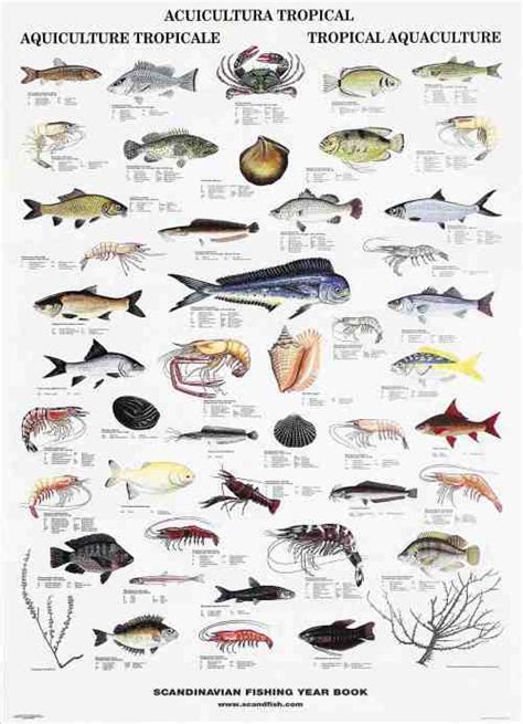 Indo Pacific Tropical Fish – La Tene Maps