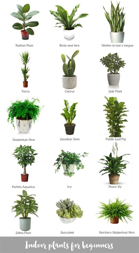 Indoor plants for beginners | House plants | Pinterest ...