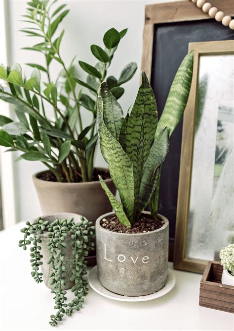 Indoor Plants Made for a Black Thumb | Easy Houseplants ...
