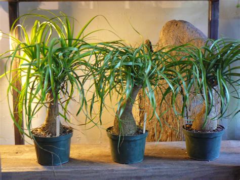 Indoor Plants | The Palm Room