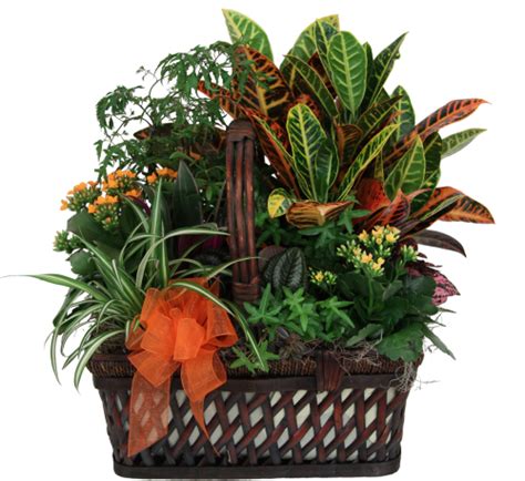 Indoor Plants #USF4AA · USA Fruit Baskets & Plants ...