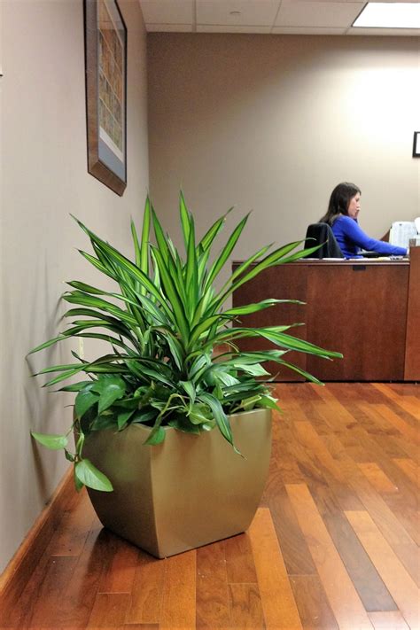 Indoor Tropical Plants for Offices | Interior Landscaping ...