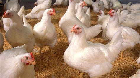 Industria avícola argentina reclama falta de transparencia   Actualidad ...