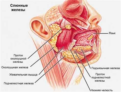 Inflamación de la glándula salival debajo de la lengua: causas ...