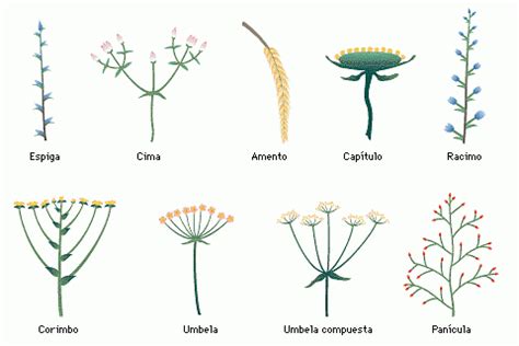 Inflorescencias. Papel de las flores en la reproducción ...
