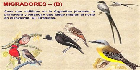 Influenza Aviar: Presencia de aves migratorias árticas en el territorio ...