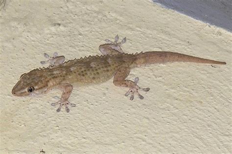 info acerca de la lagartija gecko   Taringa!