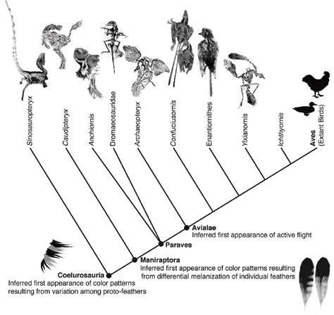 Info animales: ORIGEN Y ANCESTROS DE LAS AVES