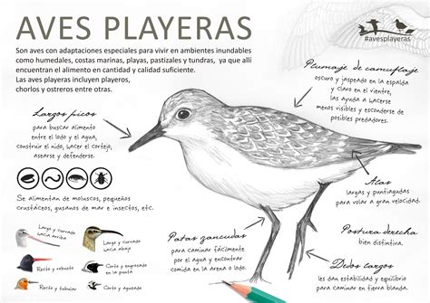 Info características de las aves playeras | Aves playeras ...