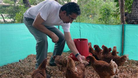 Infocampo Curso familiar para la cría de gallinas ponedoras