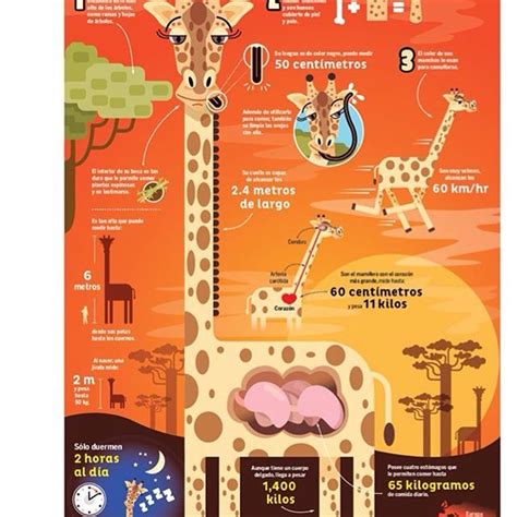 Infografia acerca de la jirafa para IQ Junior ...