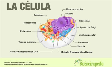 Infografía Célula Animal en 2020 | Célula animal, Celulas ...
