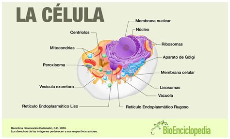 Infografia Célula by Bioenciclopedia   Issuu