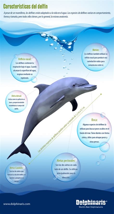 Infografía: ¿Cuánto saben sobre los delfines ...