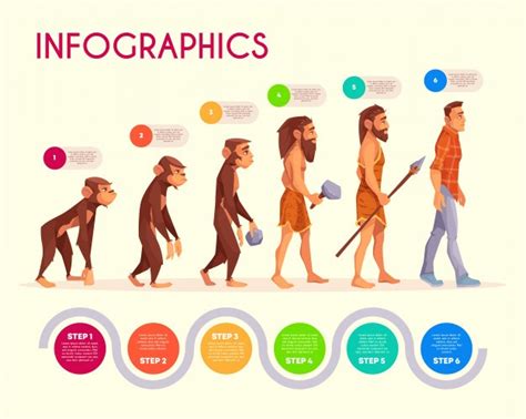 Infografía de la evolución humana. pasos de mono ...