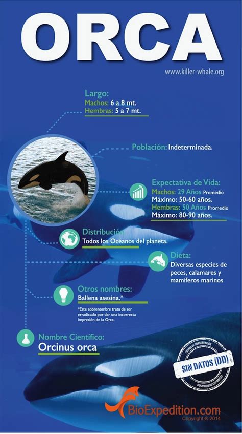 Infografía de la Orca Orcas Información y Características
