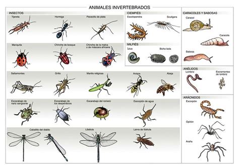 Infografía de los animales invertebrados | ANIMALES INVERTEBRADOS ...