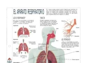 Infografía del aparato respiratorio   Aprendo en Línea   ESTUDIANTE ...