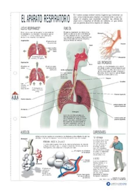 Infografía del aparato respiratorio   Curriculum Nacional. MINEDUC. Chile.