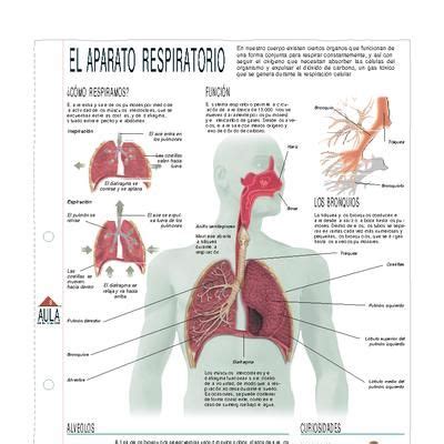 Infografía del aparato respiratorio | Imagenes del aparato respiratorio ...