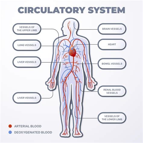 Infografía del sistema circulatorio degradado | Vector Gratis