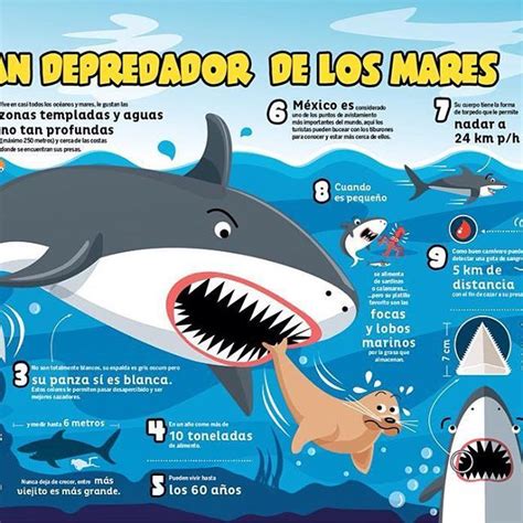 Infografía del tiburón blanco. IQ Junior / white shark ...