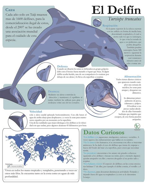 Infografía Delfin | Delfin | Karen Fernández | Flickr