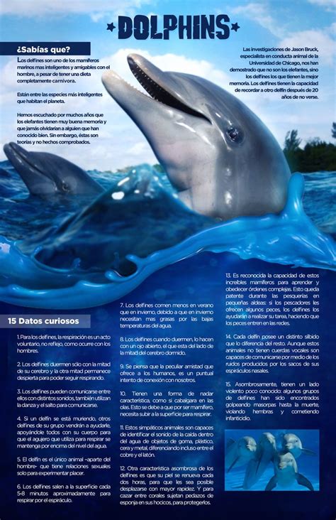 Infografía Delfin | Marine biology, Dolphins, Animals