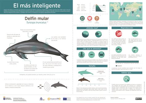 Infografía: Delfín mular » Recursos educativos digitales