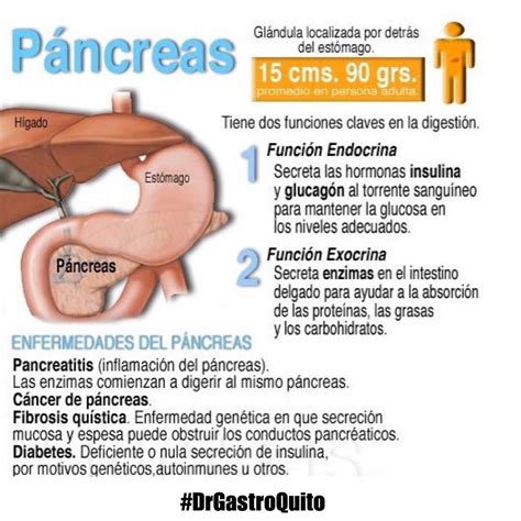 Infografía| #Descubre las funciones del #Páncreas y cómo ...