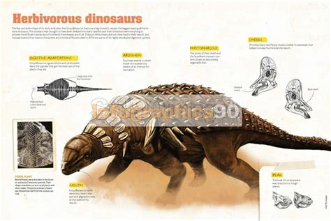 Infografía Dinosaurios Herbívoros | Infographics90