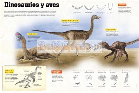 Infografía Dinosaurios Y Aves | Infographics90
