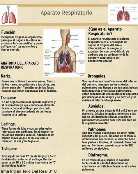 Infografia No.6 APARATO RESPIRATORIO   IRMA IRIDIAN TELLO DEL REAL 3 ...