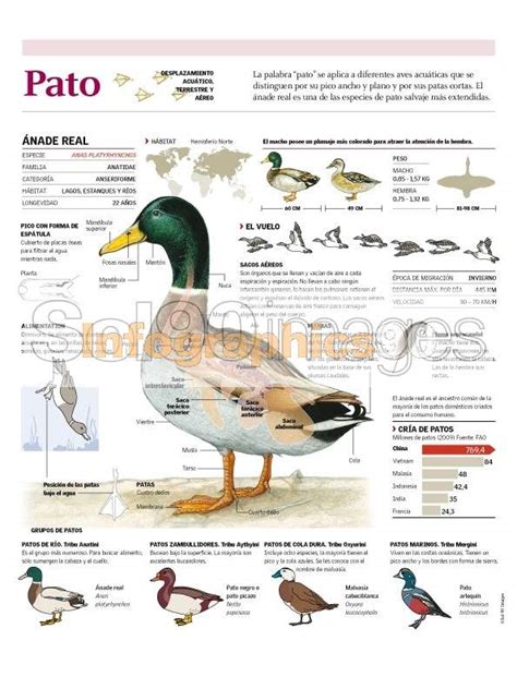 Infografía Pato | Infographics90
