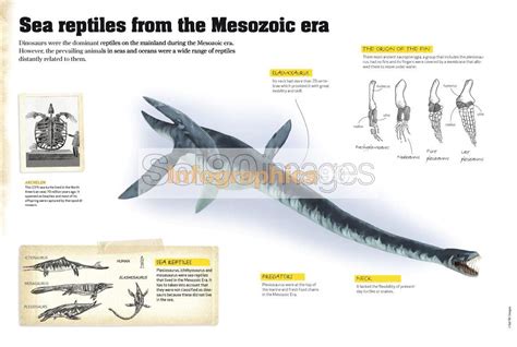 Infografía Reptiles Marinos Del Mesozoico | Infographics90
