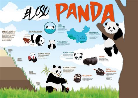 Infografía sobre El Oso Panda on Behance | Panda, Animals ...