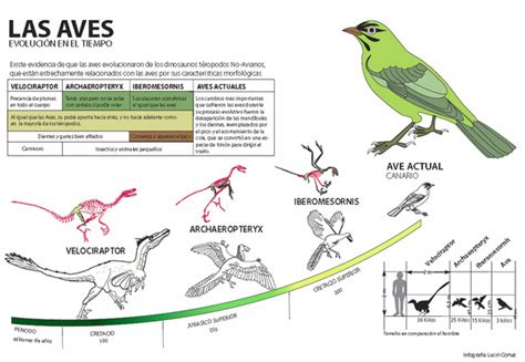 Infografía sobre la evolución de las aves