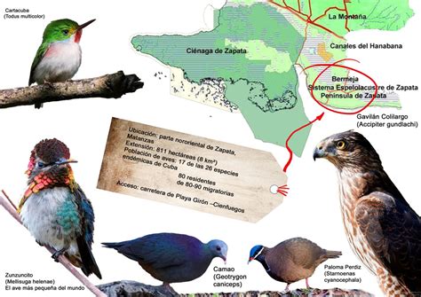 Infografía sobre la evolución de las aves