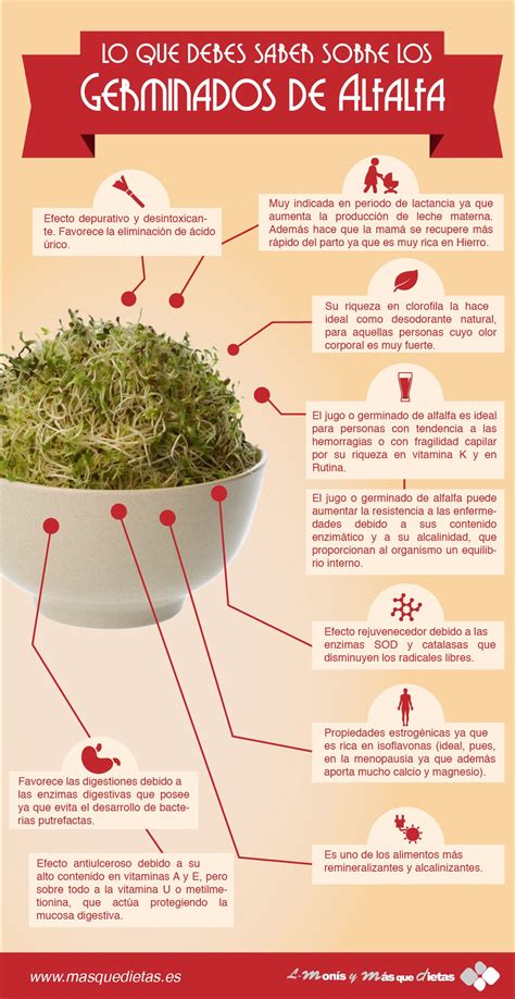 Infografia sobre los Germinados de Alfalfa ‪#‎Salud ‪#‎Nutricion ...