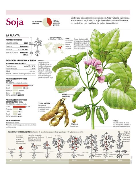 Infografía Soja | Infographics90