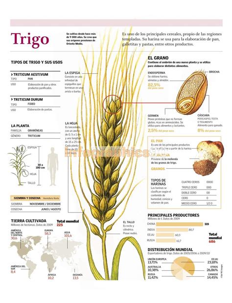 Infografía Trigo | Infographics90