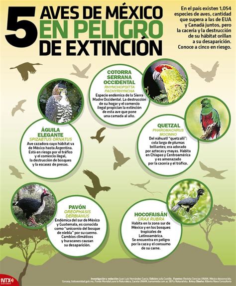 #InfografíaNTX | ¿Te agradan las aves? Conoce las 5 especies mexicanas ...